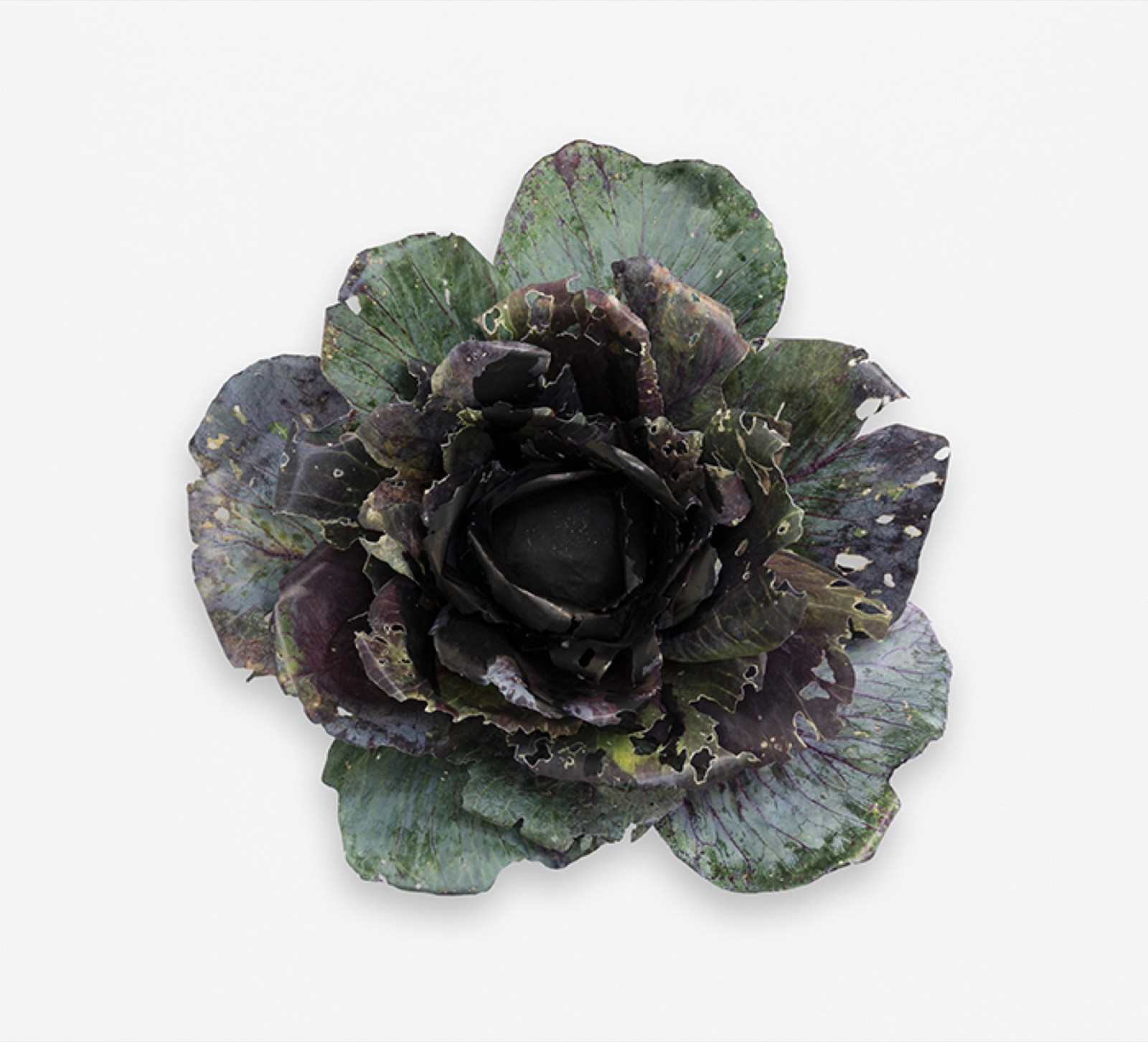 New Plans for August, Cabbage | 2024 | Photo: Giulia Baresi
